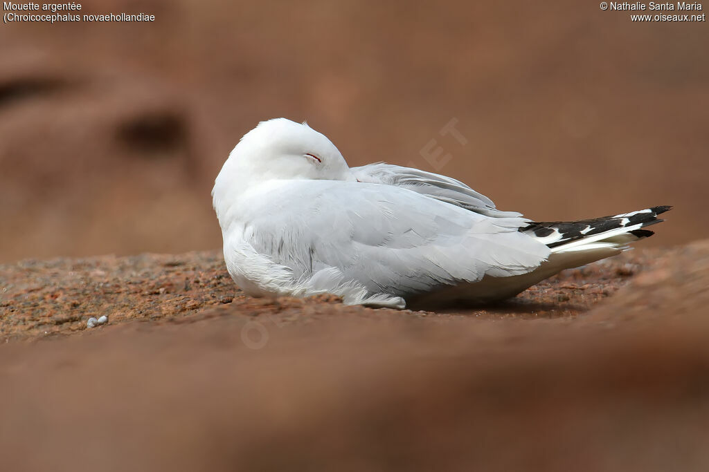 Mouette argentéeadulte, identification