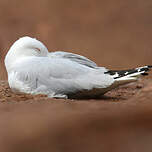 Mouette argentée
