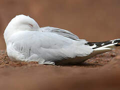 Mouette argentée