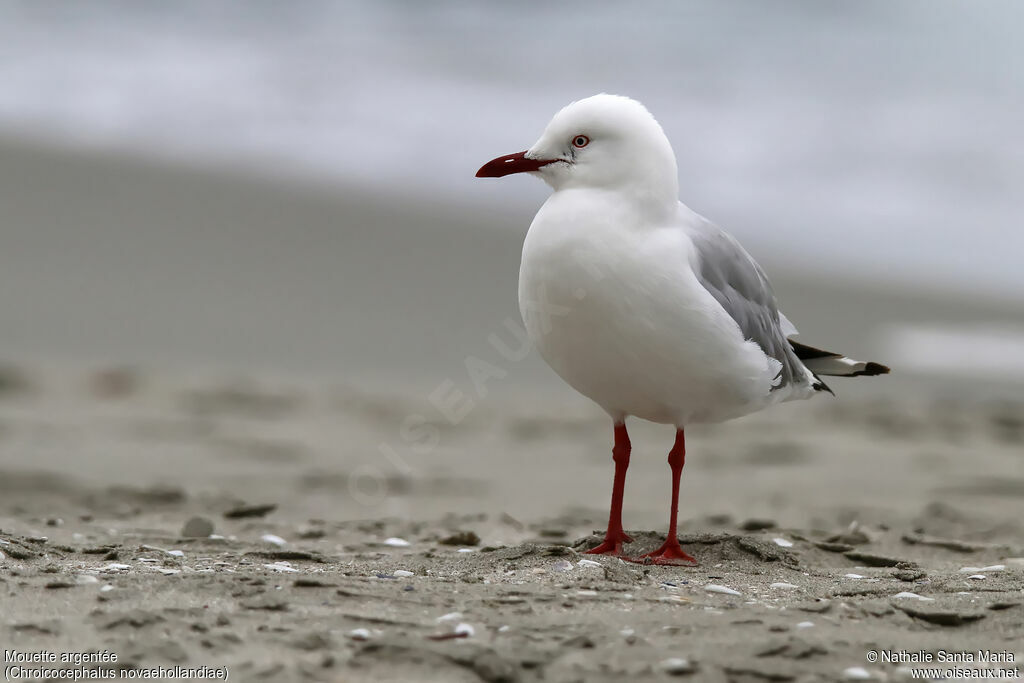 Mouette argentéeadulte, habitat