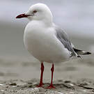 Mouette argentée
