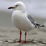 Mouette argentée