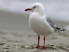 Silver Gull