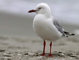 Mouette argentée