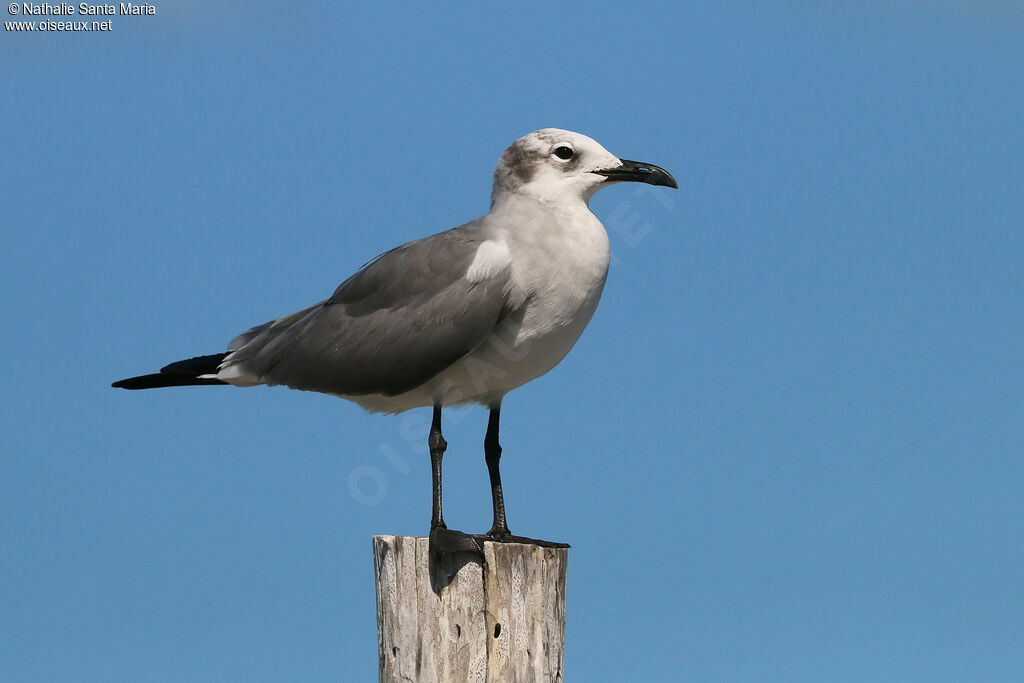 Laughing GullSecond year, identification