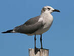 Mouette atricille