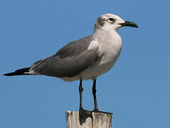 Laughing Gull