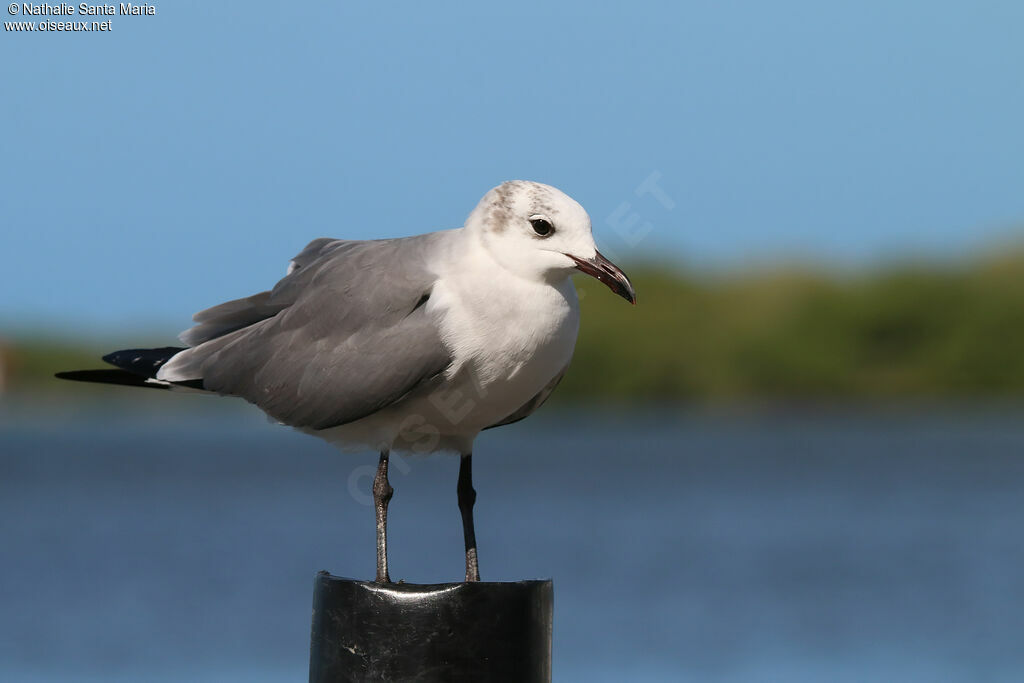 Mouette atricilleadulte internuptial, identification