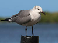 Mouette atricille