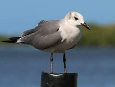 Laughing Gull