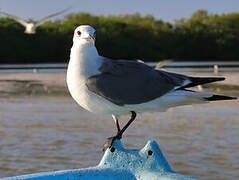 Mouette atricille