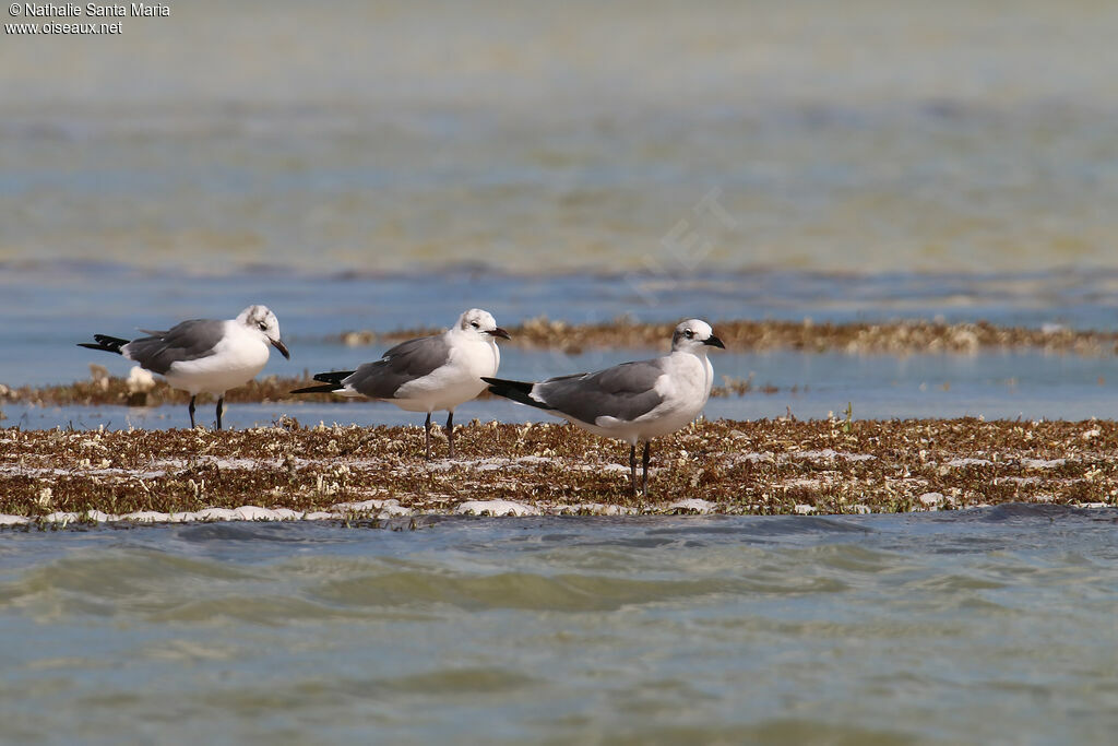 Mouette atricilleadulte internuptial, habitat