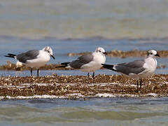 Laughing Gull