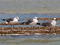 Mouette atricille