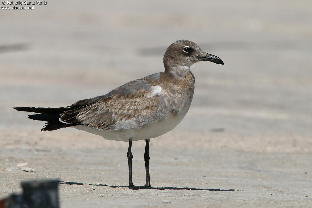 Laughing Gulljuvenile, identification