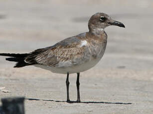 Mouette atricille