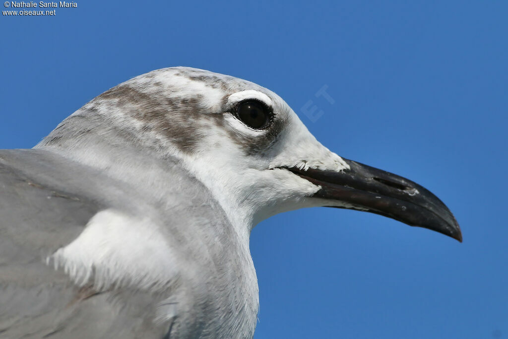 Laughing GullSecond year, close-up portrait