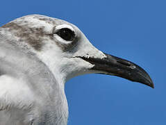 Laughing Gull