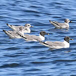 Mouette de Sabine