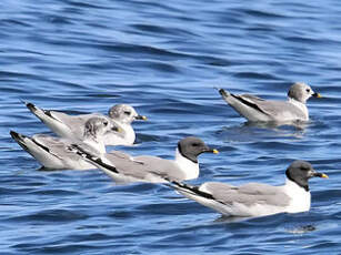 Mouette de Sabine