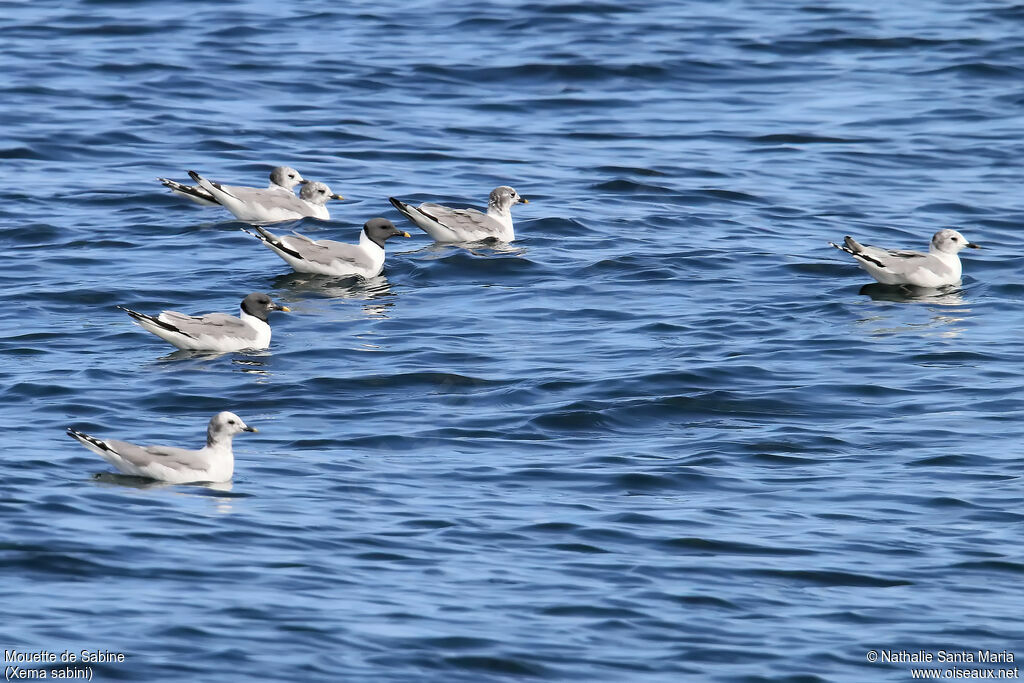 Mouette de Sabine, habitat