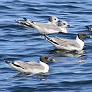 Mouette de Sabine