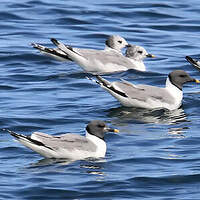 Mouette de Sabine