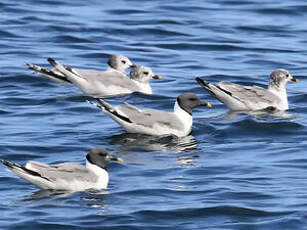 Mouette de Sabine