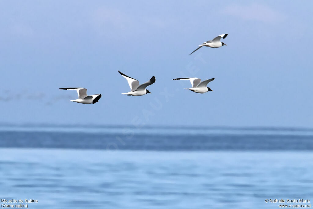 Mouette de Sabine, Vol