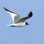 Mouette de Sabine