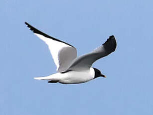 Mouette de Sabine