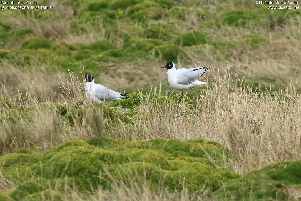 Andean Gulladult breeding, identification