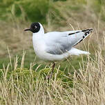 Mouette des Andes
