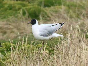 Mouette des Andes