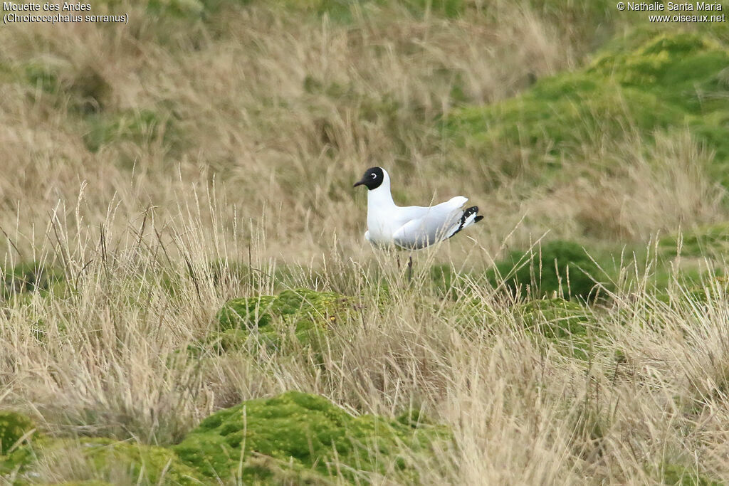 Mouette des Andesadulte nuptial, identification