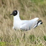 Mouette des Andes