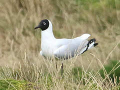 Mouette des Andes