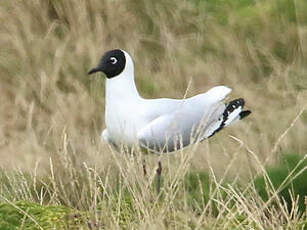 Mouette des Andes