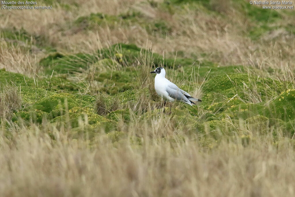 Mouette des Andesadulte transition, identification