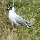 Mouette des Andes