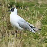 Mouette des Andes