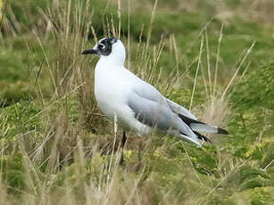 Mouette des Andes