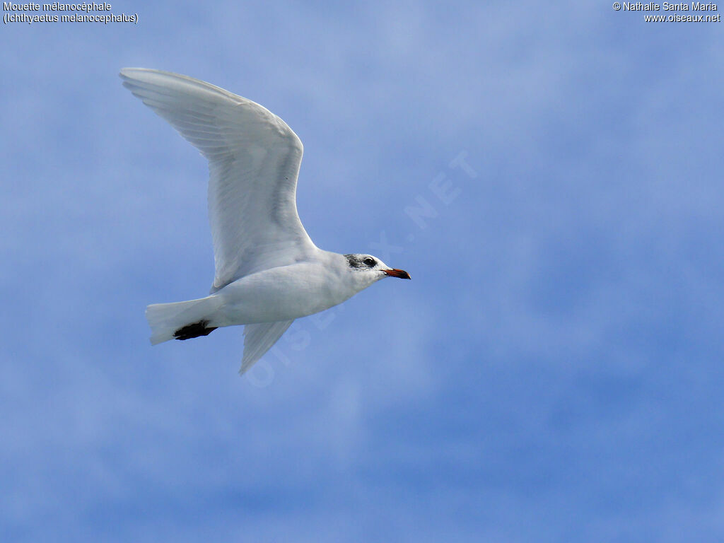 Mediterranean Gulladult post breeding