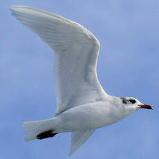 Mouette mélanocéphale