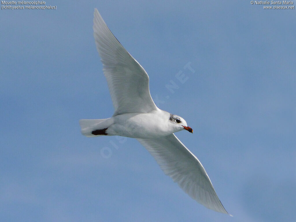 Mouette mélanocéphaleadulte internuptial