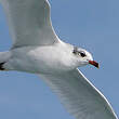 Mouette mélanocéphale