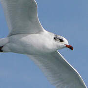 Mediterranean Gull