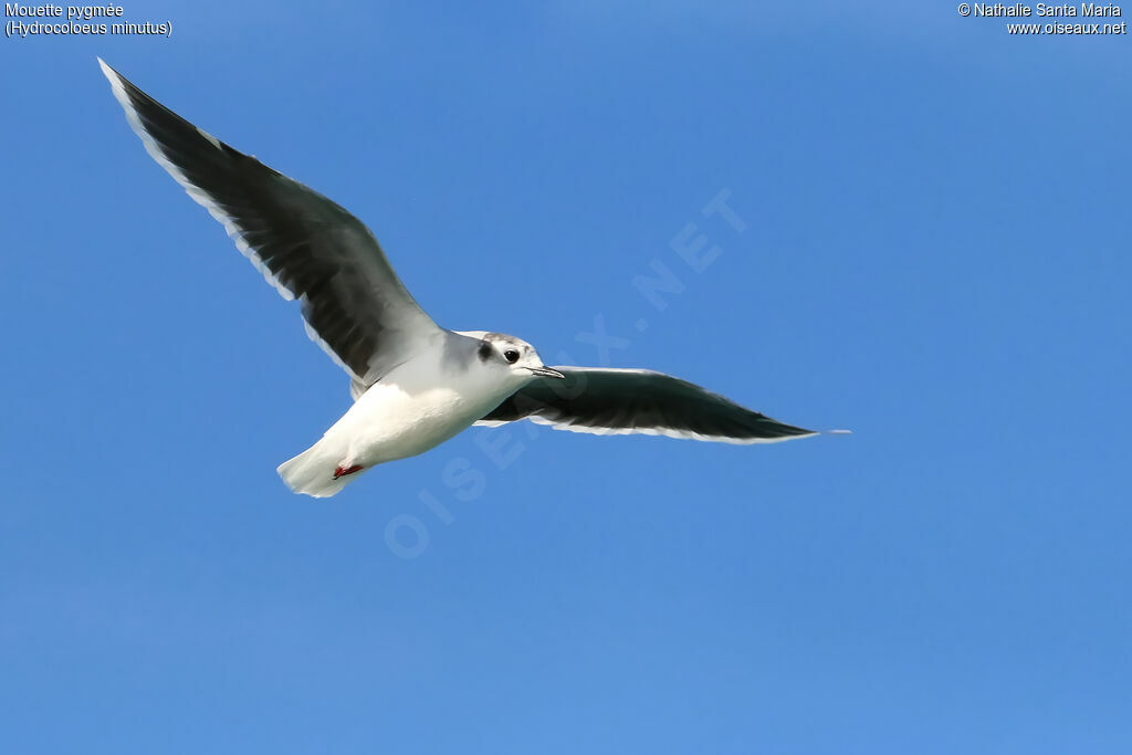 Little Gulladult post breeding, Flight