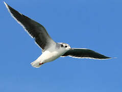 Little Gull