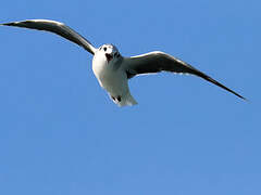 Little Gull